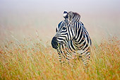 AFW 10 NE0010 01
Burchell's Zebra Standing In Tall Grass On Savanna Kenya