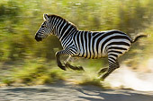 AFW 10 NE0011 01
Burchell's Zebra Galloping By Shrubs On Savanna Tanzania