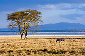 AFW 10 NE0012 01
Burchell's Zebra Walking On Savanna Near Trees Kenya