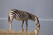 AFW 10 RF0010 01
Burchell's Zebra Drinking From Lake South Africa