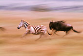 AFW 10 RF0012 01
Burchell's Zebra Running With Wildebeest South America