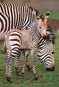AFW 10 TL0001 01
Hartmann Mt. Zebra With Newborn Foal Grazing