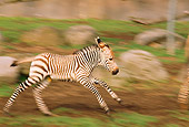 AFW 10 TL0003 01
Burchell's Newborn Zebra Running