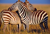 AFW 10 TL0008 01
Two Burchell's Zebra Grooming Each Other