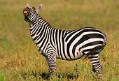 AFW 10 TL0009 01
Burchell's Zebra Smiling