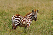 AFW 10 TL0010 01
Burchell's Zebra