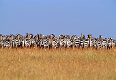 AFW 10 TL0011 01
Herd Of Burchell's Zebras Facing Away From Camera