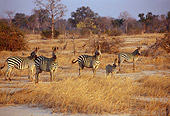 AFW 10 TL0012 01
Herd Of Burchell's Zebras Standing In Dry Grassland Africa