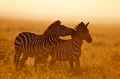 AFW 10 TL0015 01
Burchell's Zebra Nuzzling Other Zebra On Savanna At Dusk Africa
