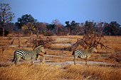 AFW 10 TL0016 01
Two Burchell's Zebras Adults And Foal Standing On Dry Grass By Trees Sky Africa