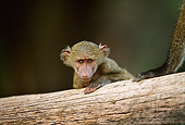 AFW 11 DB0001 01
Young Baboon Resting On Log