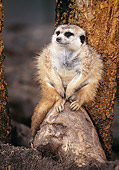 AFW 12 BA0001 01
Meerkat Sitting On Log