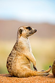 AFW 12 GL0001 01
Meerkat Sitting On Sand Namibia