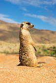 AFW 12 GL0002 01
Meerkat Sitting On Sand Looking Around Namibia