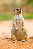 AFW 12 GL0003 01
Meerkat Sunning Outside Burrow In Namibia