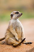 AFW 12 GL0004 01
Meerkat Sunning Outside Burrow In Namibia