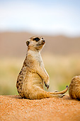 AFW 12 GL0005 01
Meerkat Sunning Outside Burrow In Namibia