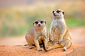 AFW 12 GL0006 01
Meerkat Sunning Outside Burrow In Namibia