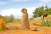 AFW 12 GL0007 01
Meerkat Sunning Outside Burrow In Namibia