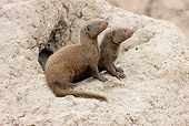 AFW 12 HP0001 01
Two Common Dwarf Mongooses At Kruger National Park, South Africa