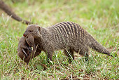 AFW 12 MC0001 01
Banded Mongoose Mother Carrying Young In Grassland Tanzania