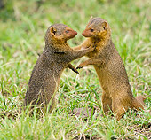 AFW 12 MC0002 01
Two Dwarf Mongoose Play Fighting On Grass Tanzania