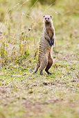AFW 12 MC0003 01
Banded Mongoose Standing On Hind Legs In Masai Mara Game Reserve, Kenya