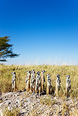 AFW 12 MH0001 01
Group Of Meerkats On Lookout Botswana