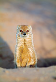 AFW 12 MH0002 01
Portrait Of Yellow Mongoose Sitting Upright South Africa