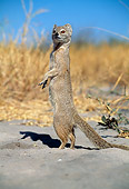 AFW 12 MH0003 01
Portrait Of Yellow Mongoose Standing Upright On Sand South Africa