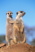 AFW 12 MH0004 01
Two Meerkats Standing Upright Kalahari Desert Africa