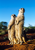 AFW 12 MH0005 01
Two Meerkats Standing Upright Kalahari Desert Africa