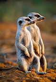 AFW 12 MH0006 01
Two Meerkats Sitting Upright Kalahari Desert Africa