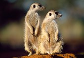 AFW 12 MH0007 01
Two Meerkats Standing Upright Kalahari Desert Africa