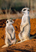AFW 12 MH0008 01
Two Meerkats Sitting Upright Kalahari Desert Africa