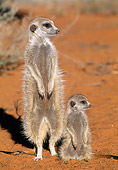 AFW 12 MH0009 01
Meerkat Adult And Young Standing Upright On Sand Kalahari Desert Africa