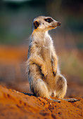 AFW 12 MH0010 01
Meerkat Sitting Upright On Dirt Kalahari Desert Africa