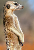 AFW 12 MH0011 01
Close-Up Of Meerkat Standing Upright Kalahari Desert Africa