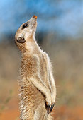 AFW 12 MH0012 01
Close-Up Of Meerkat Standing Upright Kalahari Desert Africa