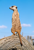 AFW 12 MH0013 01
Back View Of Meerkat Standing Upright On Log Kalahari Desert Africa