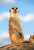 AFW 12 MH0014 01
Meerkat Sitting Upright On Log Kalahari Desert Africa