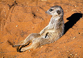 AFW 12 MH0015 01
Meerkat Sitting Back On Sand Kalahari Desert Africa