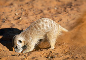 AFW 12 MH0016 01
Meerkat Digging Up Sand Kalahari Desert Africa