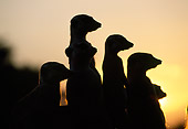 AFW 12 MH0017 01
Silhouette Of Meerkats Sitting Upright At Sunset Kalahari Desert Africa