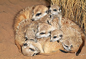 AFW 12 MH0018 01
Group Of Adult And Young Meerkats Resting On Sand Kalahari Desert Africa