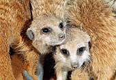 AFW 12 MH0019 01
Close-Up Of Two Young Meerkats Kalahari Desert Africa