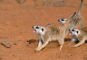 AFW 12 MH0020 01
Three Meerkats Showing Signs Of Aggression Kalahari Desert Africa