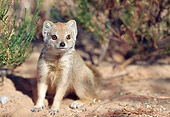 AFW 12 WF0001 01
Yellow Mongoose Sitting In Desert