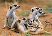 AFW 12 DB0001 01
Meerkat Adults And Pups Reclining