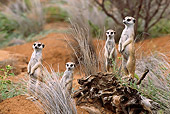 AFW 12 DB0002 01
Meerkat Family On Lookout